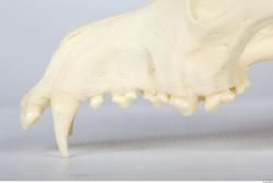 Dog skull